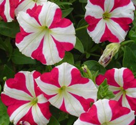 петуния многоцветковая     Petunia multiflora